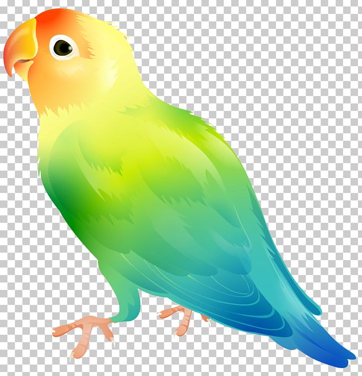 parrot clipart lovebird