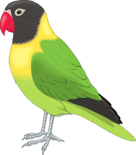 parrot clipart lovebird