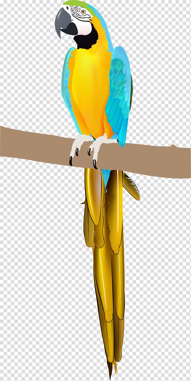 parrot clipart macaw