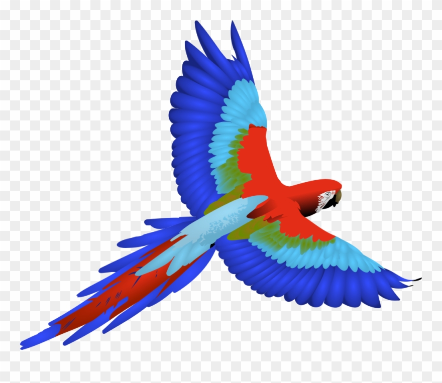 parrot clipart macaw