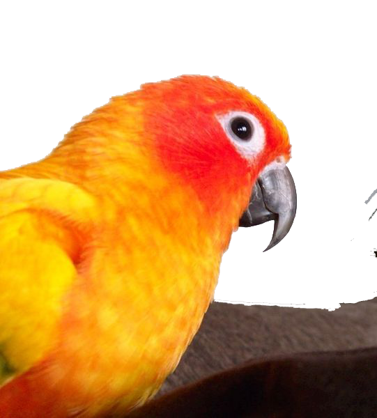 parrot clipart nuri