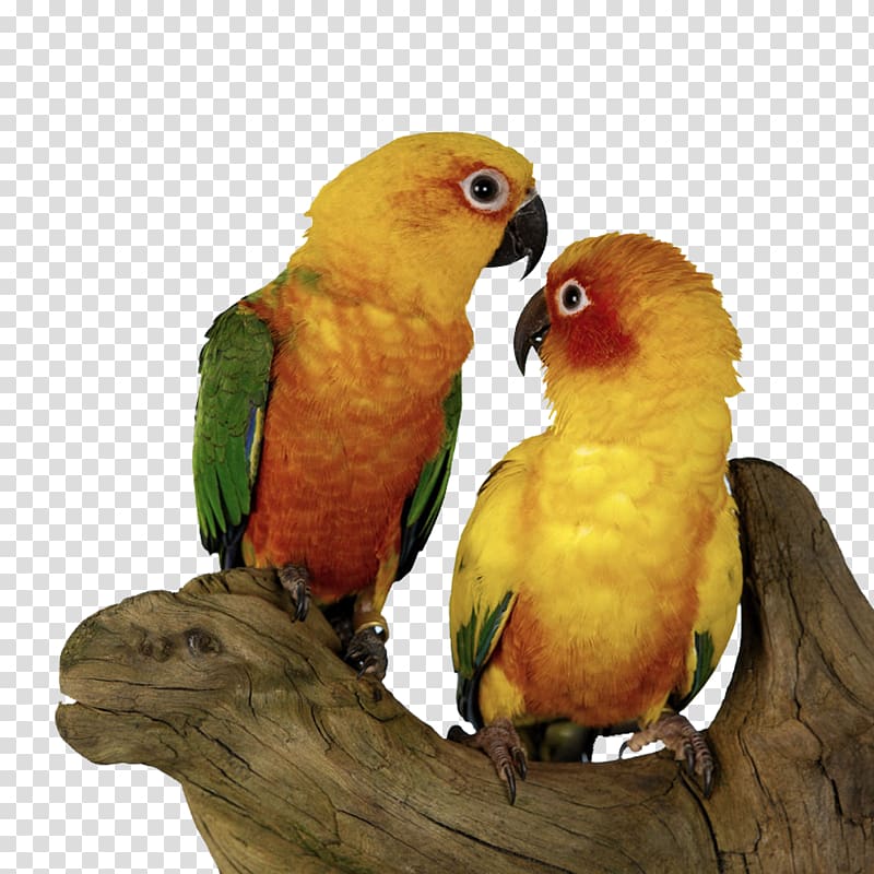 Parrot clipart pair bird. Sun conure budgerigar shu
