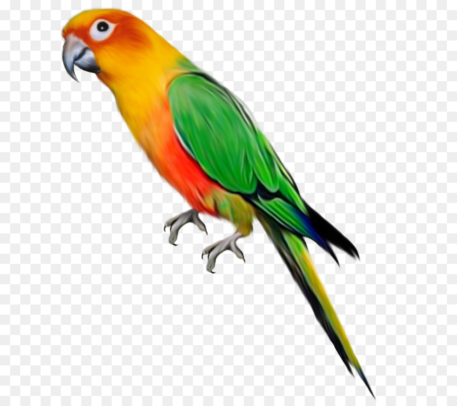 Bird transparent . Parrot clipart parrot feather