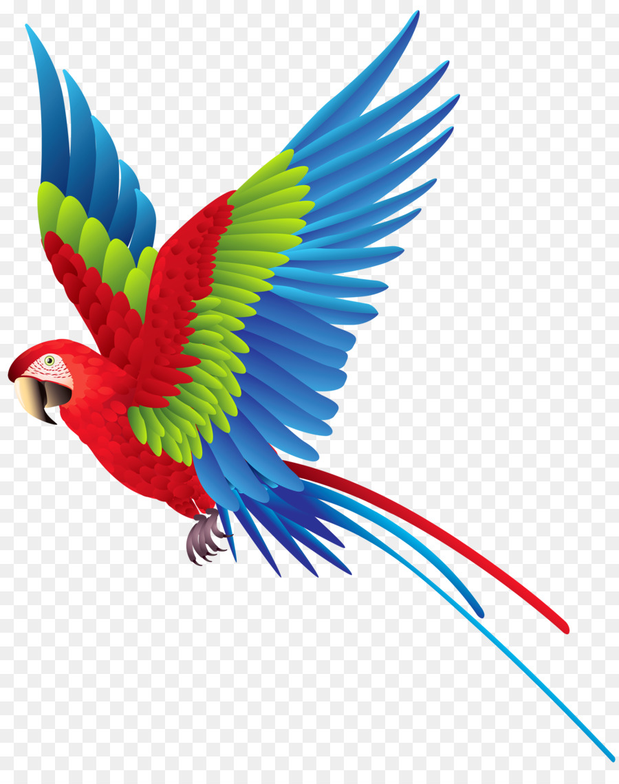 Bird transparent . Parrot clipart parrot feather