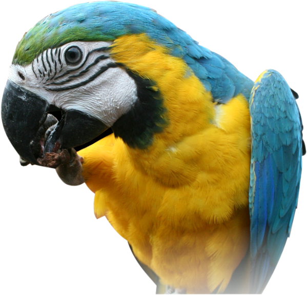 parrot clipart parrot head