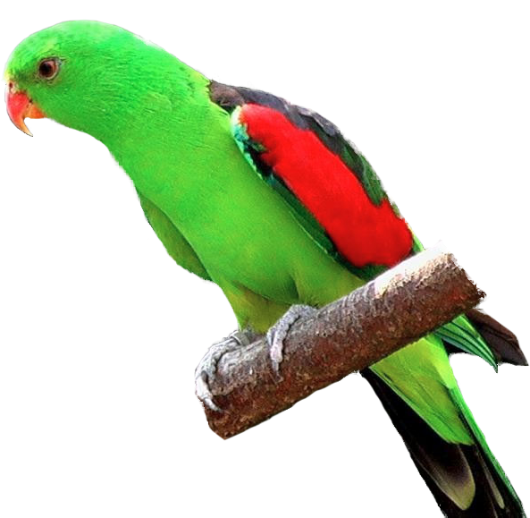 Parrot parrot wing