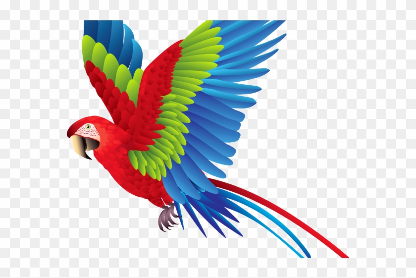 parrot clipart parrot wing