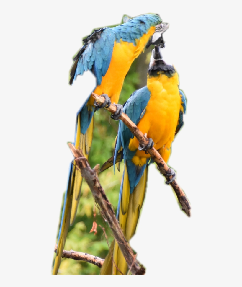 parrot clipart parrott
