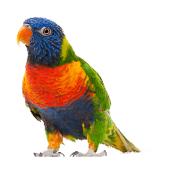 Parrot clipart perrot. Download free png photo