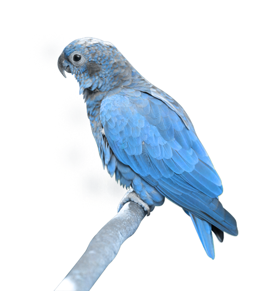 parrot clipart perrot