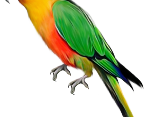 parrot clipart perrot