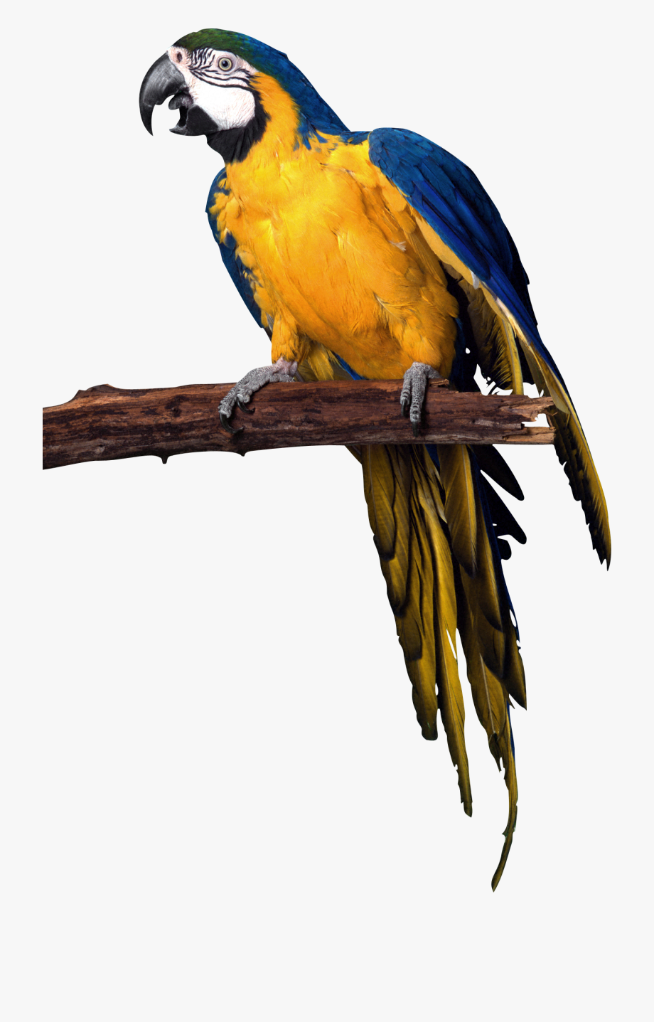 Picsart png transparent . Parrot clipart perrot