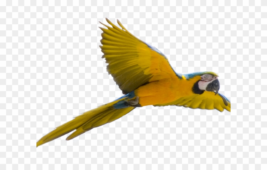 parrot clipart picsart png