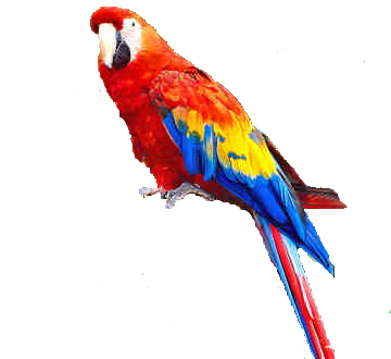 parrot clipart picsart png