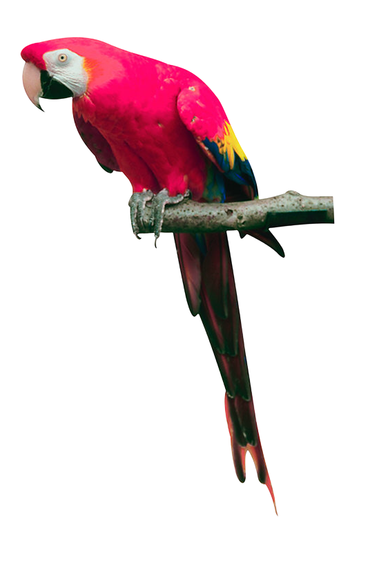 Parrot pink parrot