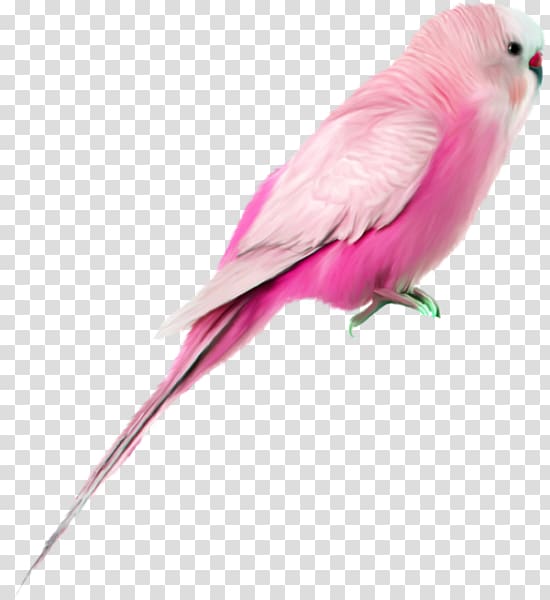 parrot clipart pink parrot