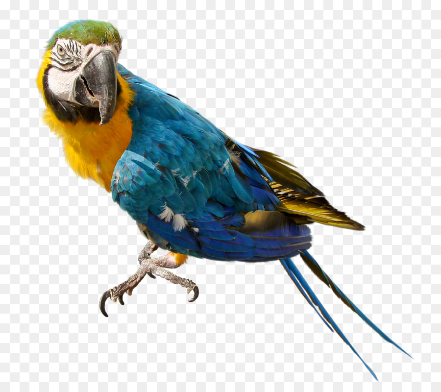Bird feather transparent . Parrot clipart real parrot