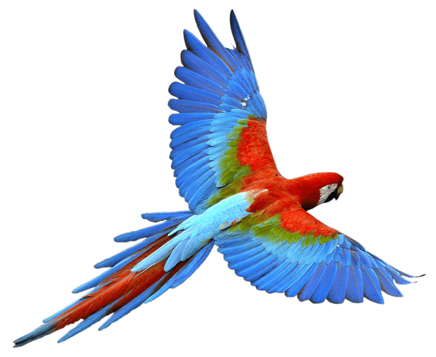 parrot clipart real parrot