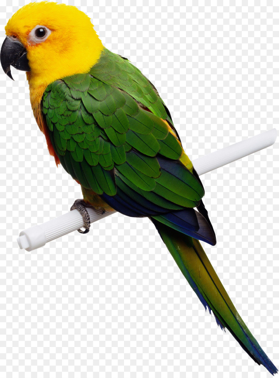 parrot clipart real parrot