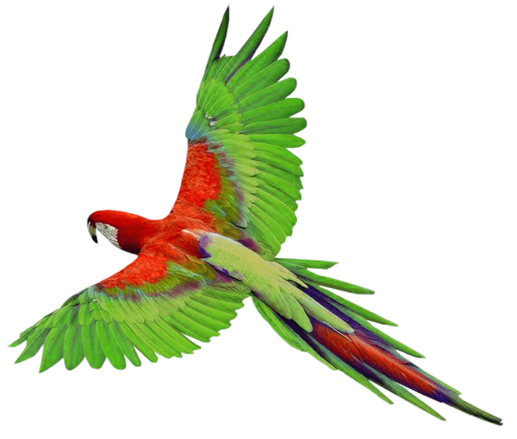 parrot clipart red parrot