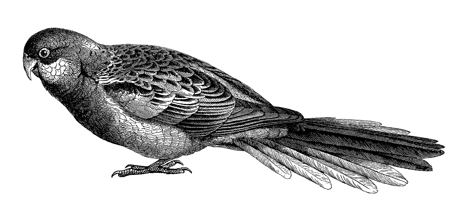 parrot clipart rosella