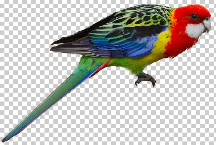 parrot clipart rosella