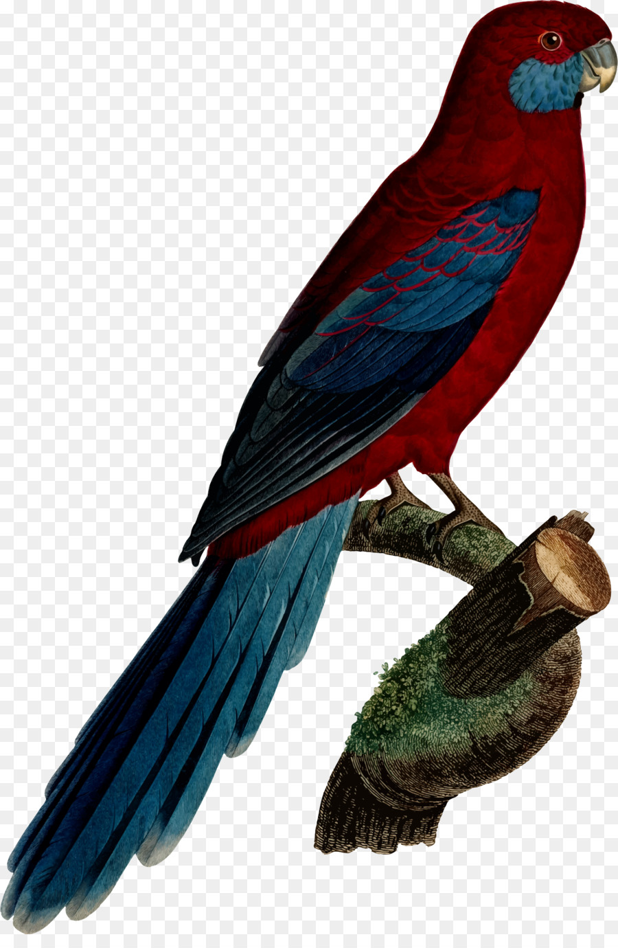 parrot clipart rosella