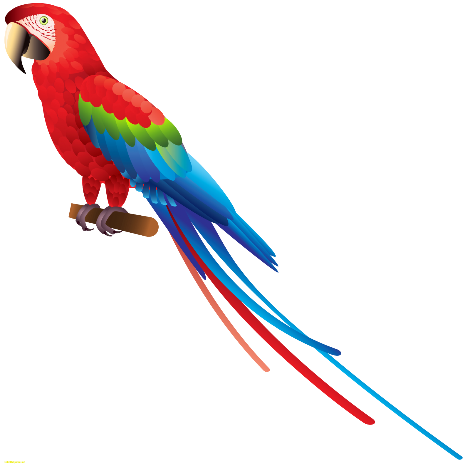 parrot clipart stock photo