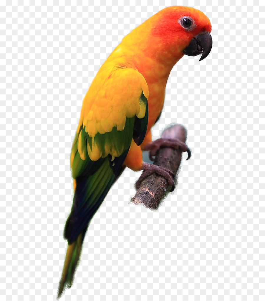 parrot clipart sun conure