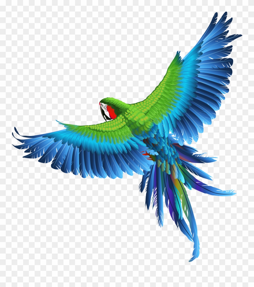 parrot clipart transparent background