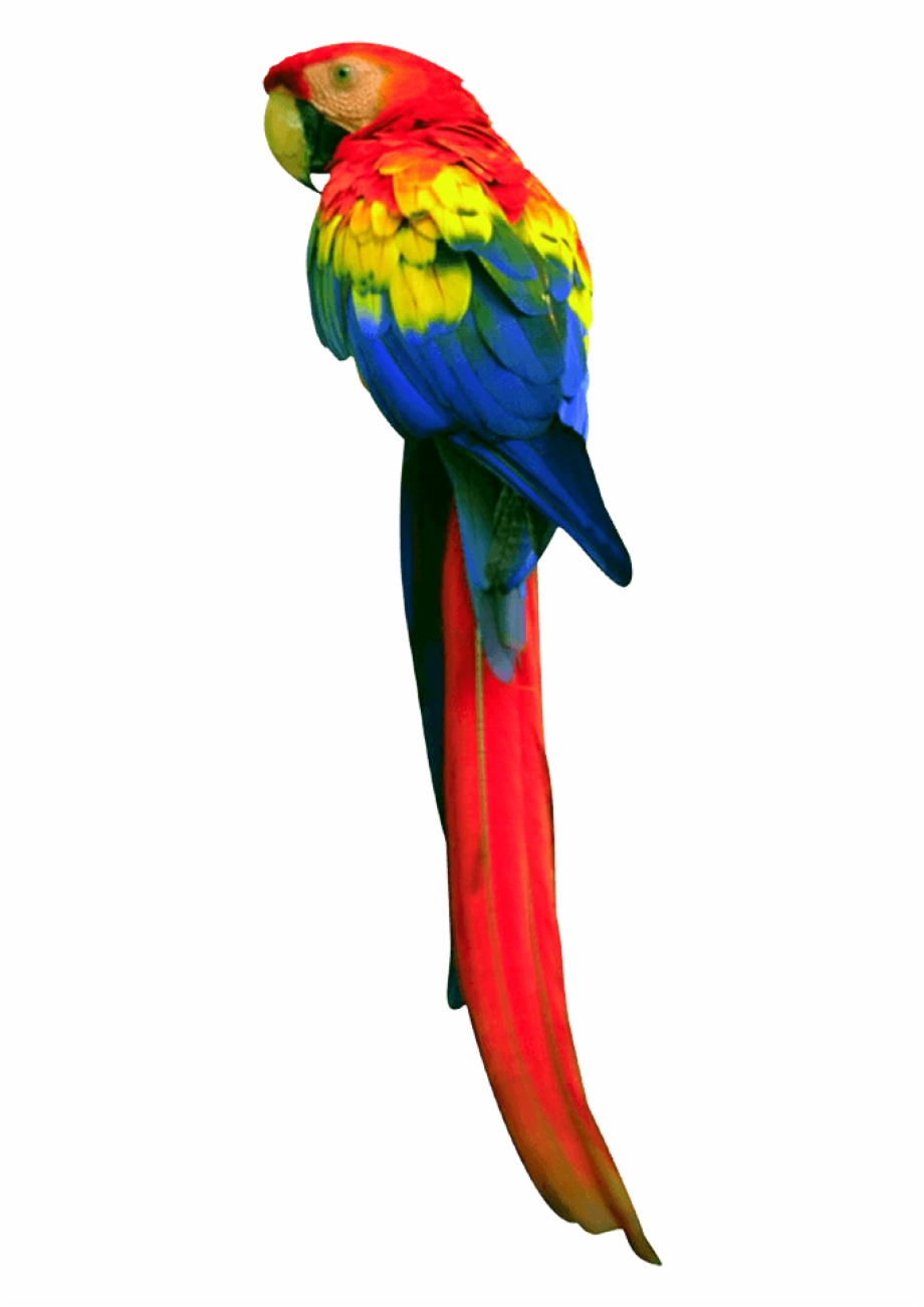 parrot clipart transparent background