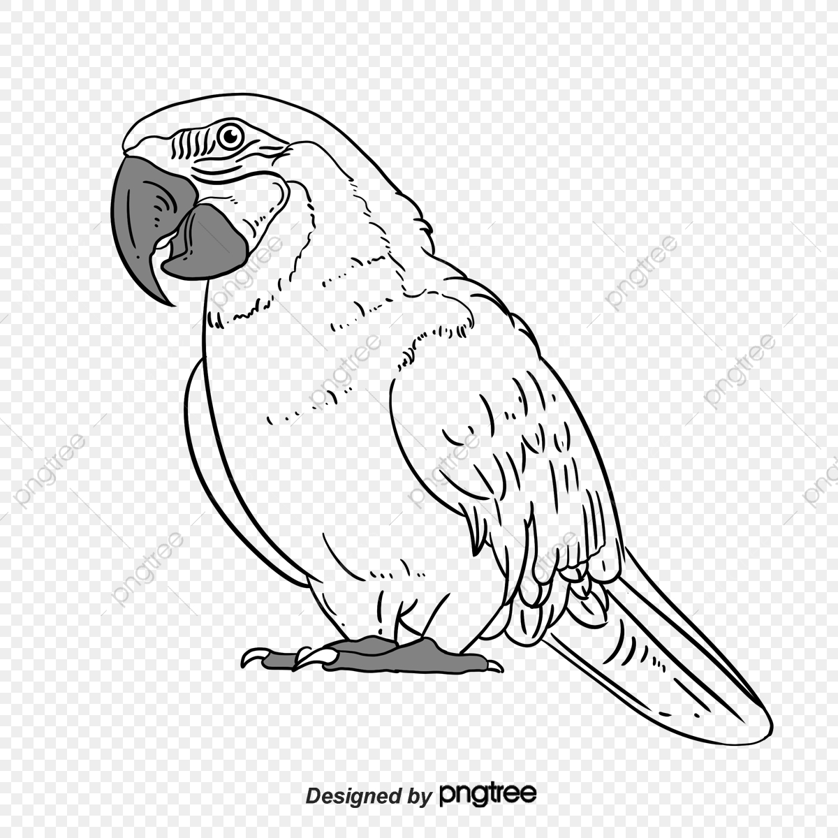 Parrot clipart tree drawing, Parrot tree drawing Transparent FREE for ...
