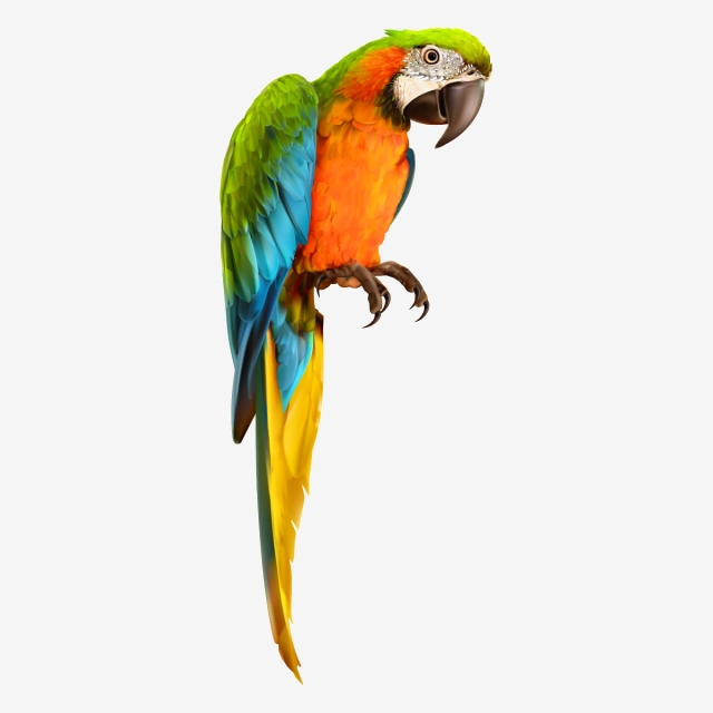 parrot clipart vector