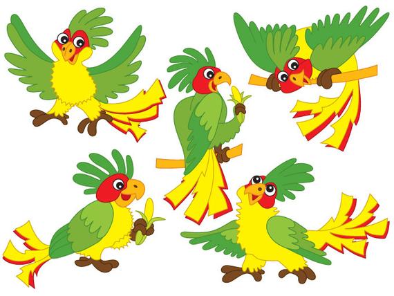 parrot clipart vector