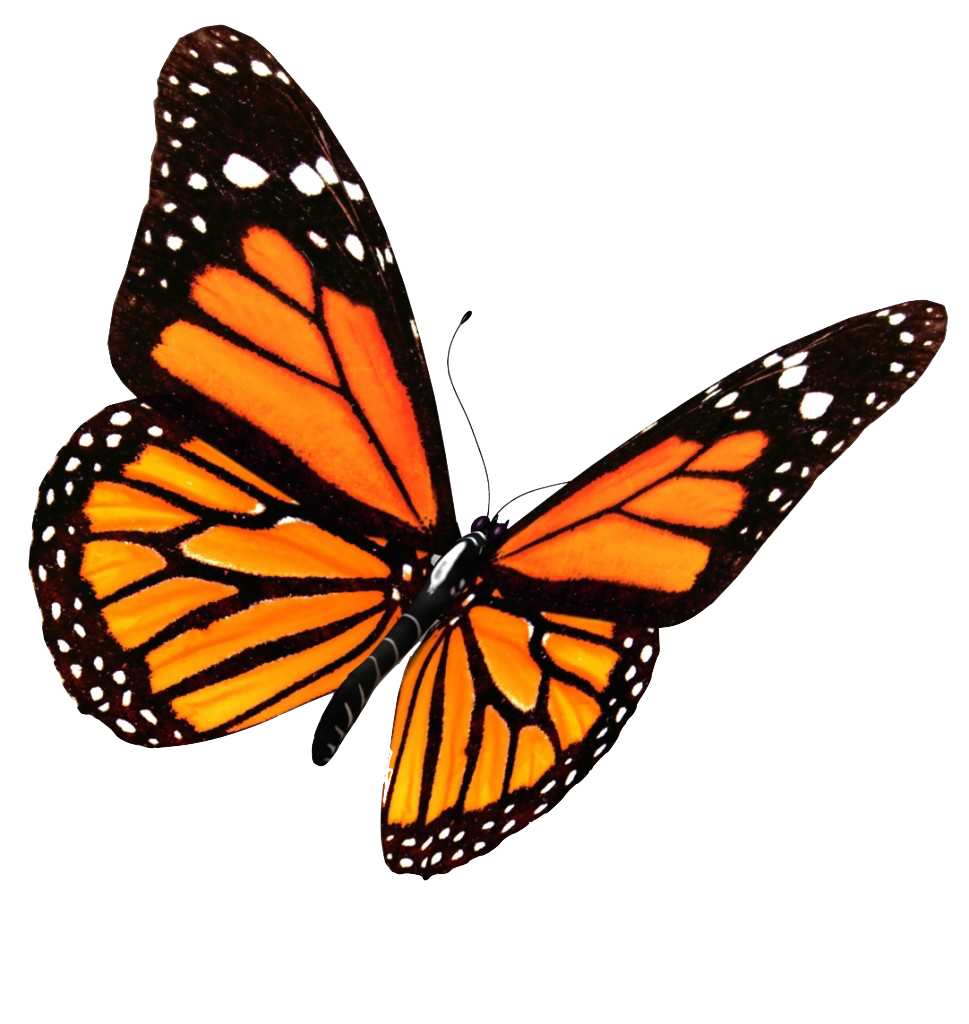 Butterfly png images. Flying butterflies transparent image