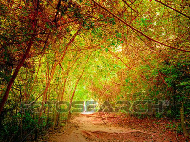 path clipart colorful forest