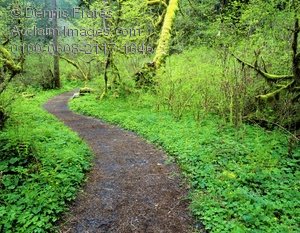 path clipart nature trail