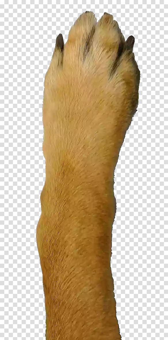 paws clipart dog leg