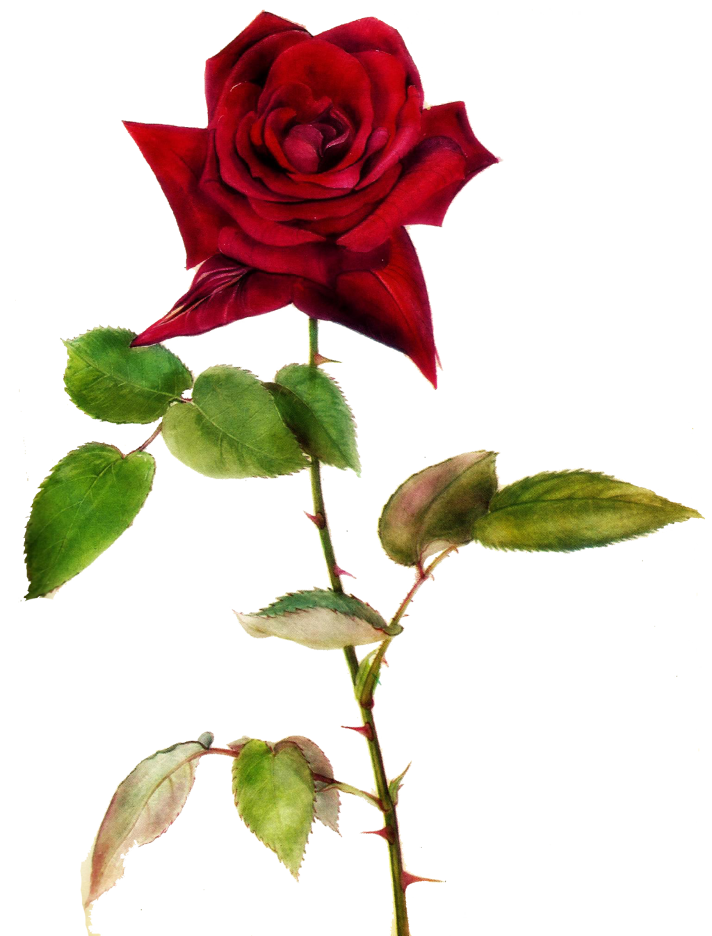 rose clipart logo