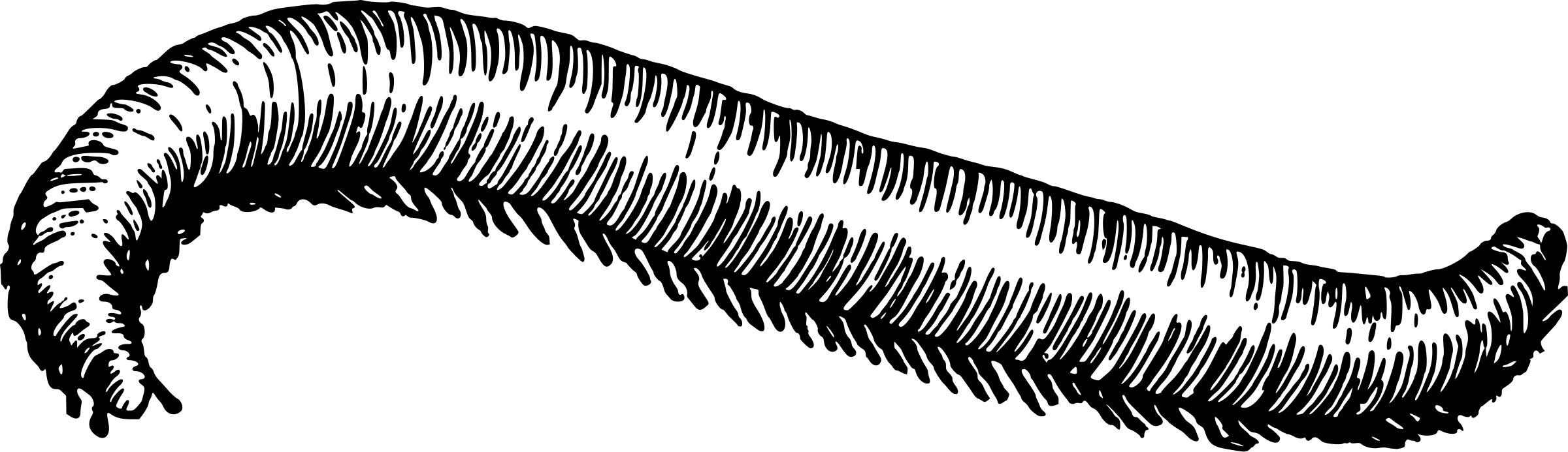 Pe clipart black and white. Millipede big image png