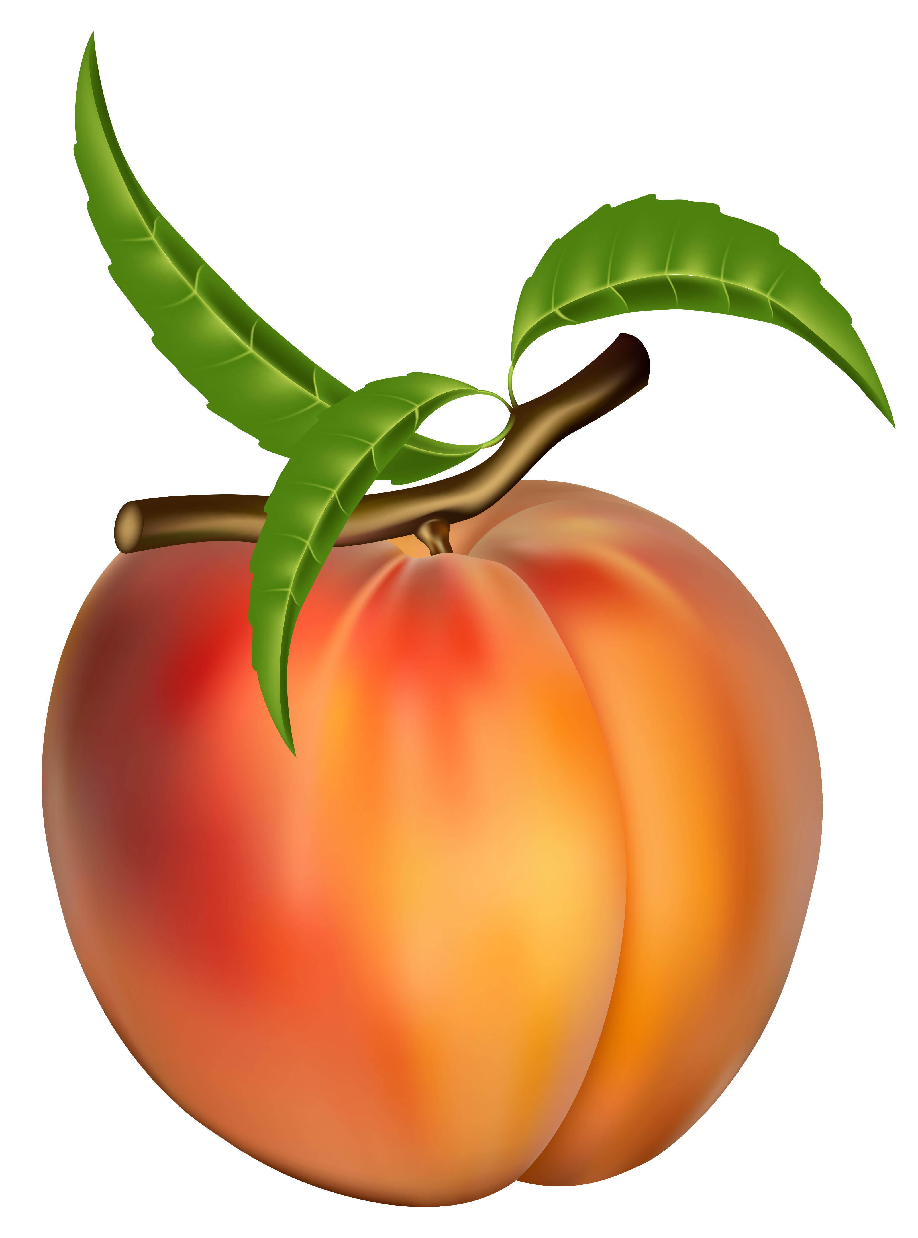 Peach free z lds. Clipart vegetables colored