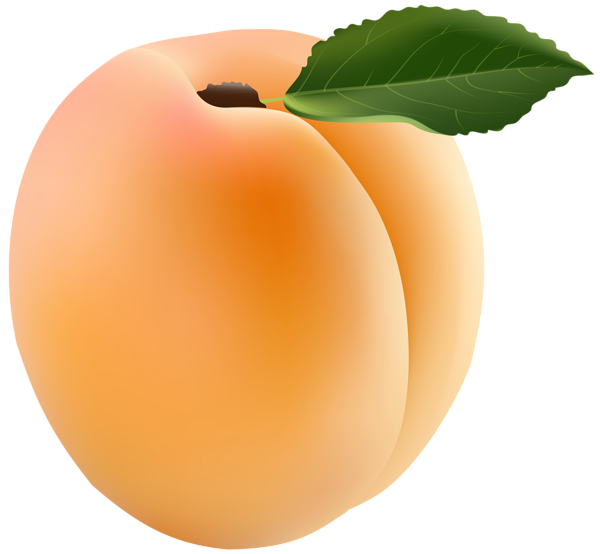 peaches clipart apricot