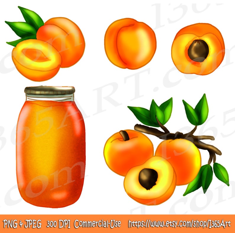 peach clipart apricot
