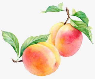 peach clipart fruit plant