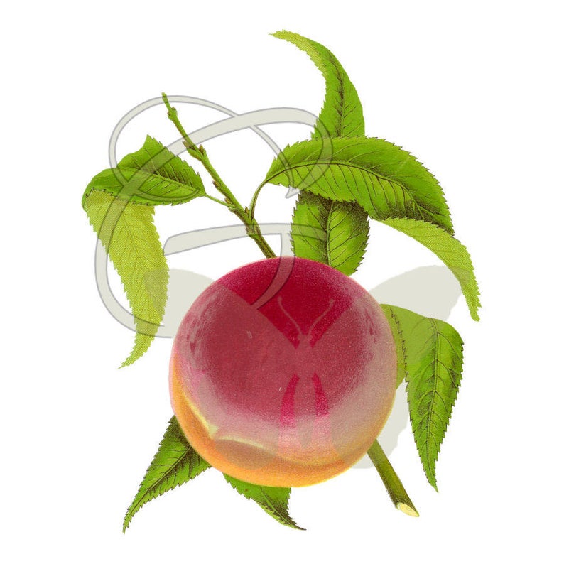 peach clipart fruit plant