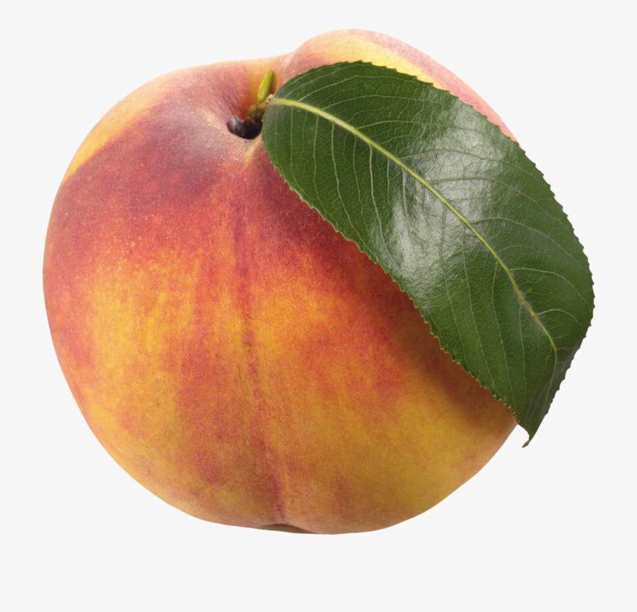 peach clipart peach leaf