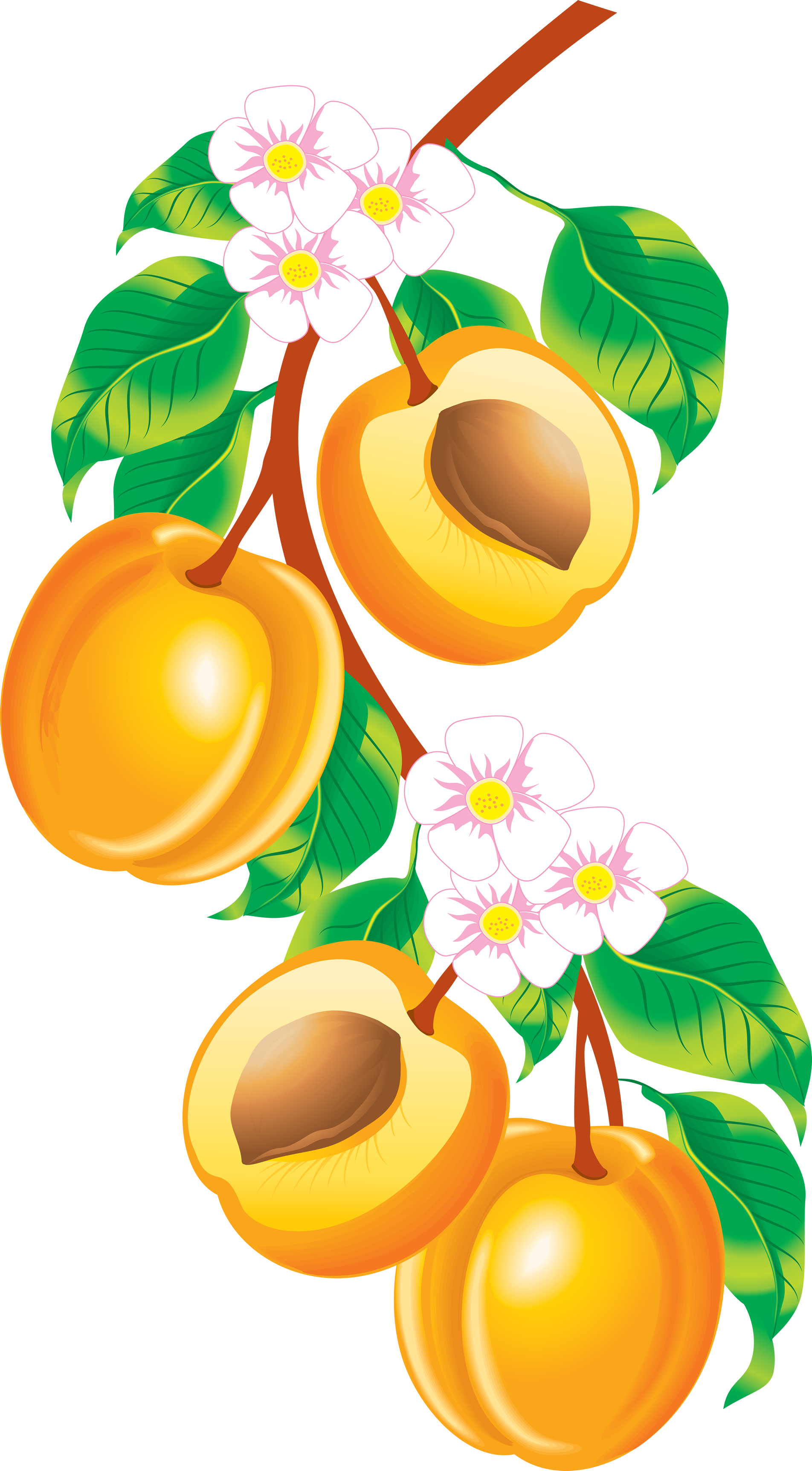 Download Peaches clipart vector, Peaches vector Transparent FREE ...