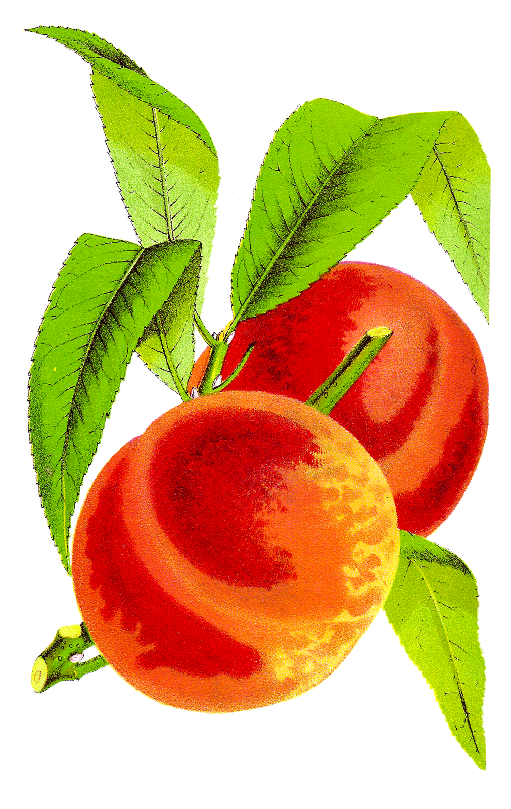 Peaches peach seed