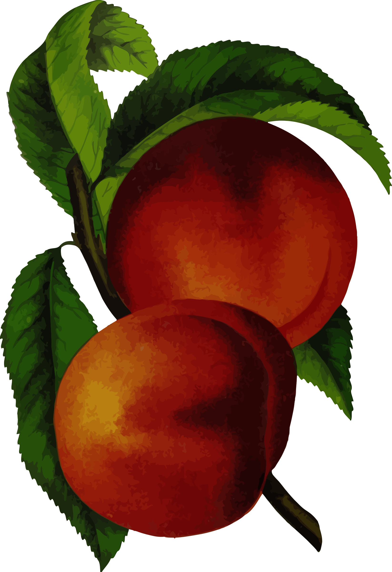 peaches clipart plum
