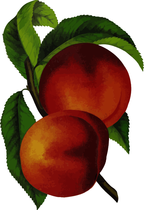 peach clipart plum